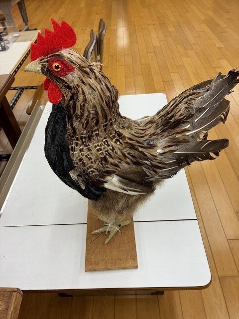 s-いろいろな模型③.jpg